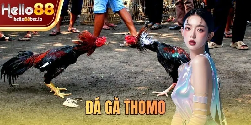 đá gà Thomo