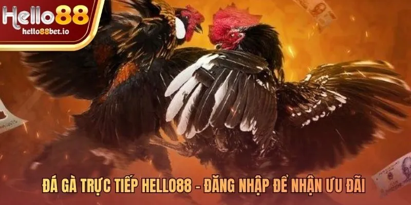 Đá gà trực tiếp Hello88 với ưu đãi chào mừng độc quyền