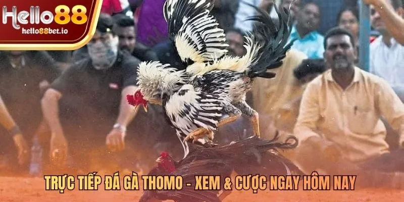 Không khí đá gà Thomo sôi động từ trường gà Campuchia