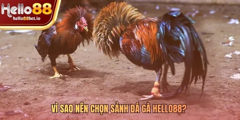 Lý giải sức hấp dẫn của sảnh cược Hello88